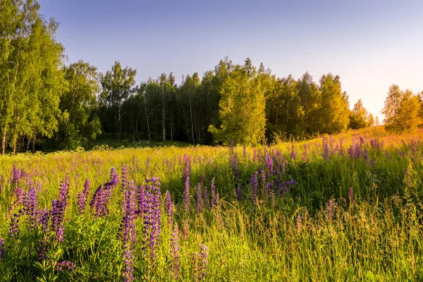 stock image Sunset or dawn on a field with purple lupins, wild carnations and young birches in clear summer weather and a clear cloudless sky. Landscape.