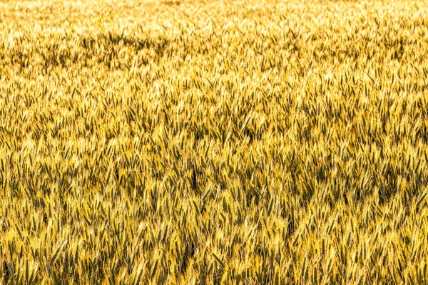 Zlaté Uši Mladého Žita Ozářeného Večerními Paprsky Slunce Koncept Zemědělství — Stock fotografie