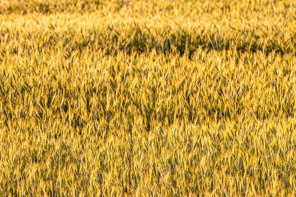 Zlaté Uši Mladého Žita Ozářeného Večerními Paprsky Slunce Koncept Zemědělství — Stock fotografie