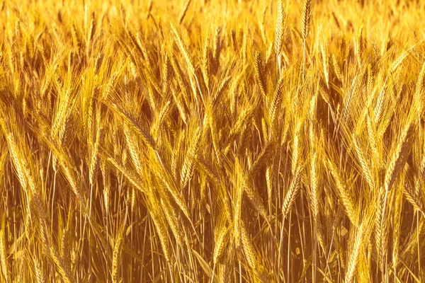 Złote Uszy Młodego Żyta Oświetlone Wieczornymi Promieniami Słońca Koncepcja Rolnictwa — Zdjęcie stockowe
