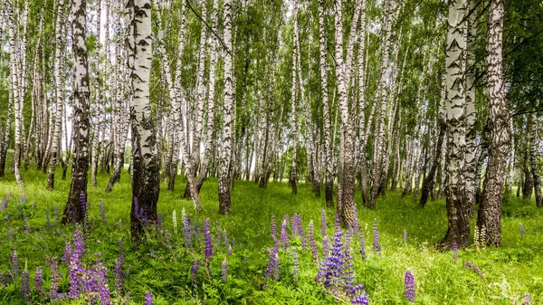 Пурпурные Волчанки Берёзовом Лесу Среди Стволов Летний День Пейзаж — стоковое фото