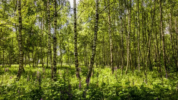 Purple Lupins Birch Forest Trunks Summer Day Landscape — Stock Photo, Image
