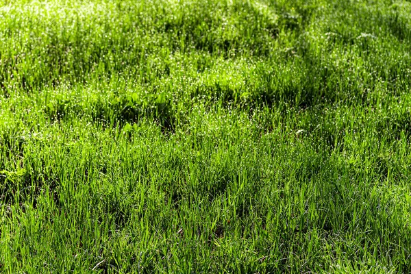 Textura Hierba Verde Joven Mañana Primavera Cubierta Con Gotas Rocío — Foto de Stock
