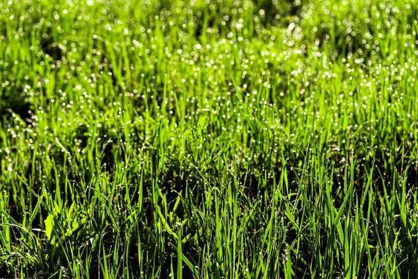 Textura Hierba Verde Joven Mañana Primavera Cubierta Con Gotas Rocío — Foto de Stock