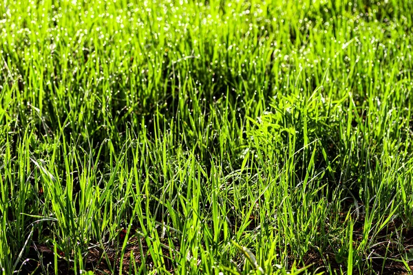 春の朝の若い緑の草のテクスチャは 露や雨の滴で覆われ 太陽の光線がそれに反映されます 閉じろ — ストック写真