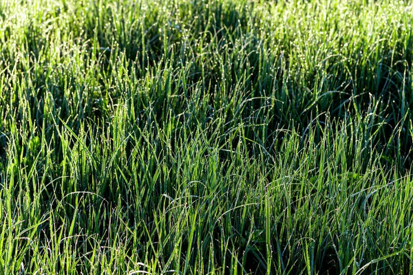 Textura Hierba Verde Joven Mañana Primavera Cubierta Con Gotas Rocío — Foto de Stock