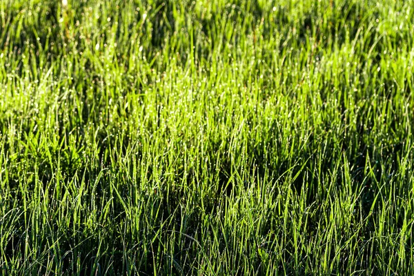 春の朝の若い緑の草のテクスチャは 露や雨の滴で覆われ 太陽の光線がそれに反映されます 閉じろ — ストック写真