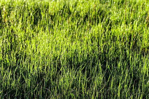 Textura Hierba Verde Joven Mañana Primavera Cubierta Con Gotas Rocío — Foto de Stock