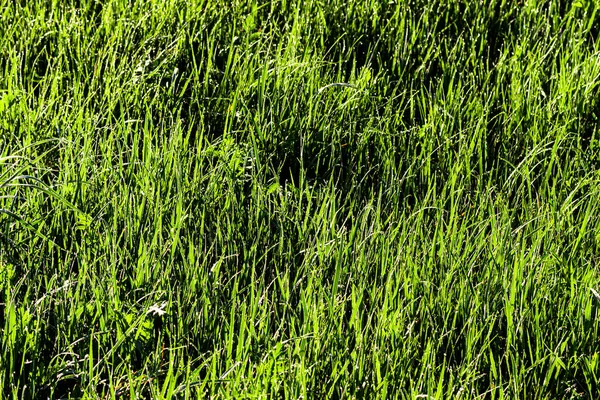 Struktura Mladé Zelené Trávy Jaře Ráno Pokrytá Kapkami Rosy Nebo — Stock fotografie