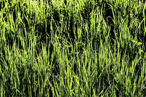Struktura Mladé Zelené Trávy Jaře Ráno Pokrytá Kapkami Rosy Nebo — Stock fotografie