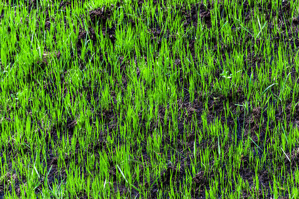 Young green grass sprouted on scorched earth in the spring. The concept of growth, development of new life and overcoming barriers. Close up.