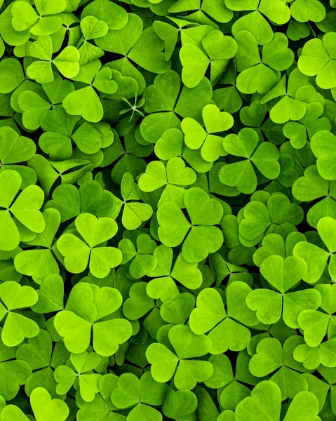 Background Green Clover Leaves Saint Patrick Day Abstract Backdrop Design — Stock Photo, Image