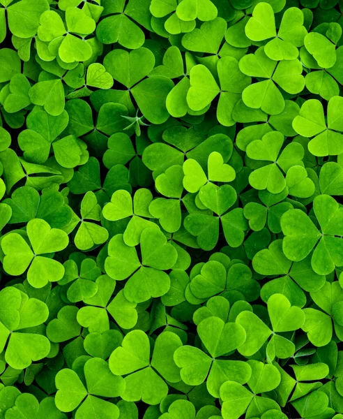 Hintergrund Mit Grünen Kleeblättern Zum Patrick Day Abstrakter Hintergrund Für — Stockfoto