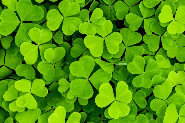 Fondo Con Hojas Trébol Verde Para Día San Patricio Fondo — Foto de Stock