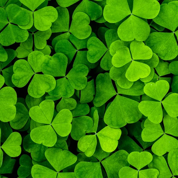 Фон Зелеными Листьями Клевера День Святого Патрика Абстрактный Отскок Дизайна — стоковое фото