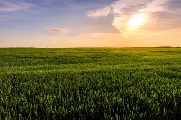 Sonnenuntergang Oder Sonnenaufgang Auf Einem Landwirtschaftlichen Feld Mit Ähren Von — Stockfoto