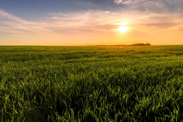 Solnedgång Eller Soluppgång Ett Jordbruksfält Med Öron Ung Grön Råg — Stockfoto