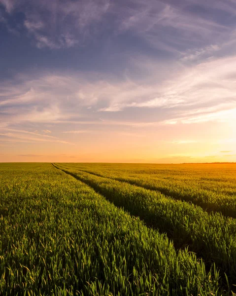 Puesta Sol Salida Del Sol Campo Agrícola Con Orejas Centeno —  Fotos de Stock