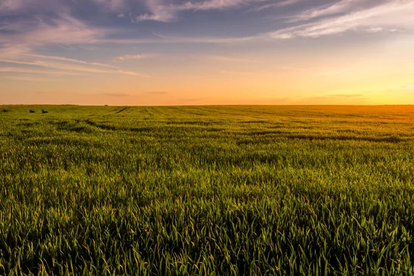 Solnedgång Eller Soluppgång Ett Jordbruksfält Med Öron Ung Grön Råg — Stockfoto