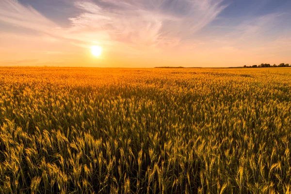 Puesta Sol Salida Del Sol Campo Agrícola Con Orejas Centeno —  Fotos de Stock