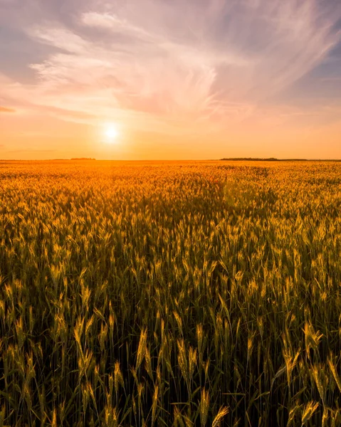 Solnedgång Eller Soluppgång Ett Jordbruksfält Med Öron Ung Gyllene Råg — Stockfoto