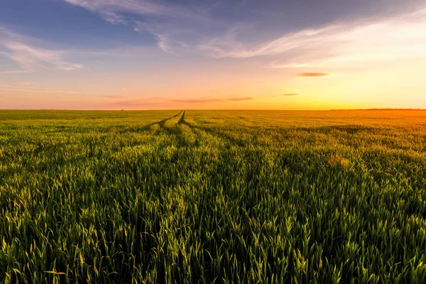 Puesta Sol Salida Del Sol Campo Agrícola Con Orejas Centeno —  Fotos de Stock