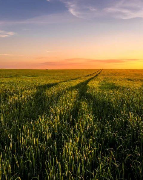 Puesta Sol Salida Del Sol Campo Agrícola Con Orejas Centeno — Foto de Stock