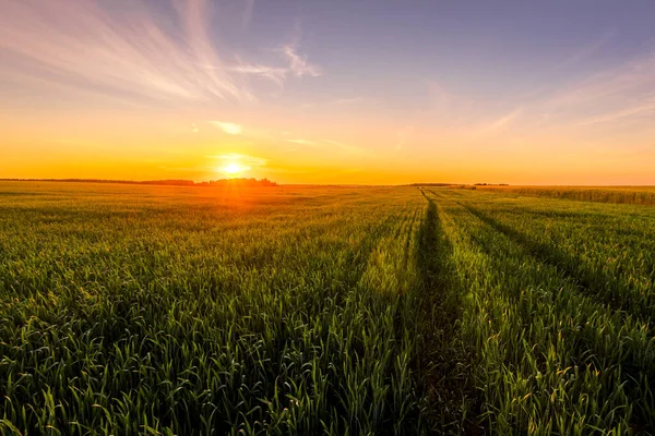 Solnedgång Eller Soluppgång Ett Jordbruksfält Med Öron Ung Grön Råg — Stockfoto