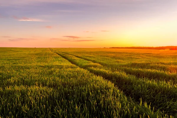 Puesta Sol Salida Del Sol Campo Agrícola Con Orejas Centeno —  Fotos de Stock