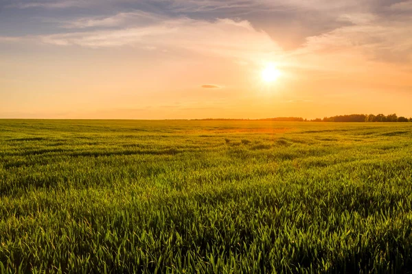 若い緑のライ麦の耳と晴れた日にそれを通る道を持つ農業分野での日没または日の出 太陽の光が雲を突き抜けていく ストック写真