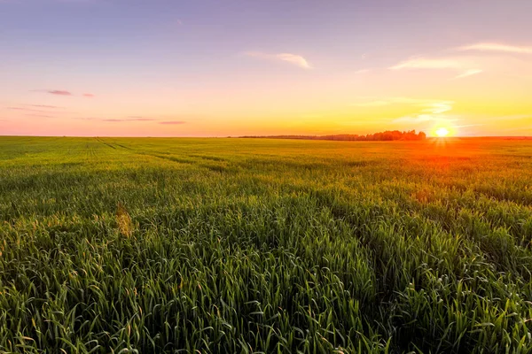 Puesta Sol Salida Del Sol Campo Agrícola Con Orejas Centeno —  Fotos de Stock