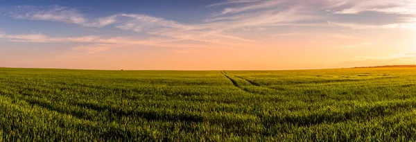 若い緑のライ麦の耳と晴れた日にそれを通過するパスを持つ農業分野での日没や日の出のパノラマ 太陽の光が雲を突き抜けていく — ストック写真