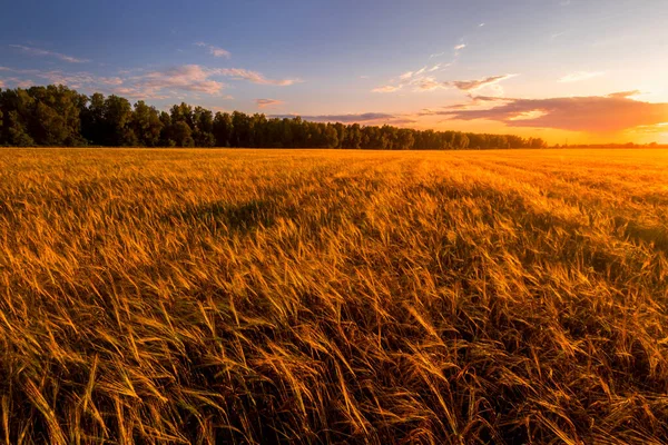 Puesta Sol Salida Del Sol Campo Agrícola Con Orejas Centeno — Foto de Stock