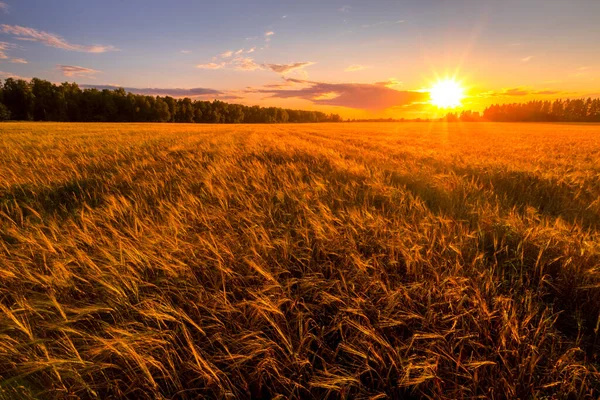 Zachód Słońca Lub Wschód Słońca Polu Rolniczym Uszami Młodego Złotego — Zdjęcie stockowe
