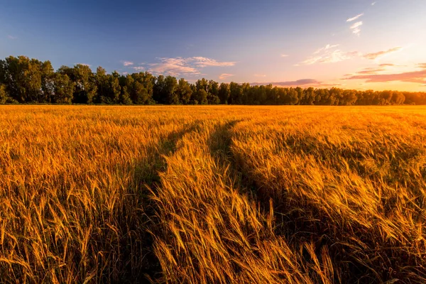 Pôr Sol Nascer Sol Campo Agrícola Com Orelhas Centeio Dourado — Fotografia de Stock