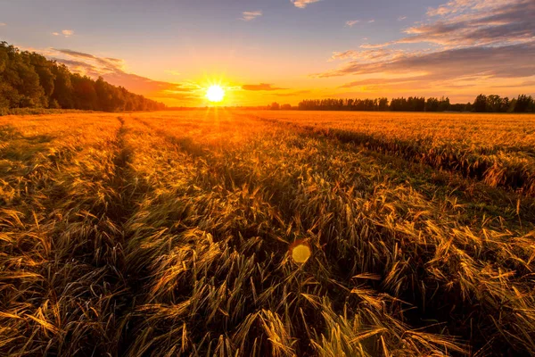 Захід Сонця Або Схід Сонця Сільськогосподарському Полі Вухами Молодого Золотого — стокове фото