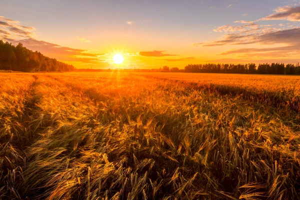 Sunset Sunrise Agricultural Field Ears Young Golden Rye Sunny Day — Stock Photo, Image