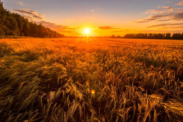 Pôr Sol Nascer Sol Campo Agrícola Com Orelhas Centeio Dourado — Fotografia de Stock