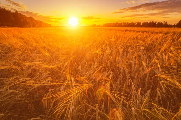 Sonnenuntergang Oder Sonnenaufgang Einem Landwirtschaftlichen Feld Mit Ähren Des Jungen — Stockfoto