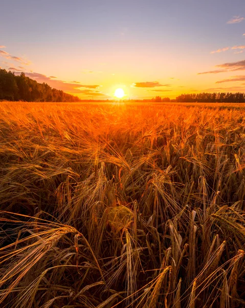 Закат Восход Солнца Сельскохозяйственном Поле Колосьями Молодой Золотой Ржи Солнечный — стоковое фото