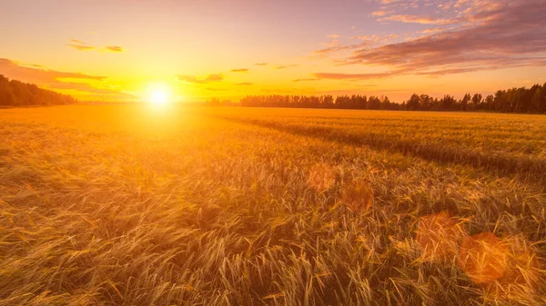 晴れた日に若い黄金のライ麦の耳を持つ農業分野での日没や日の出 太陽の光が雲を突き抜けていく — ストック写真