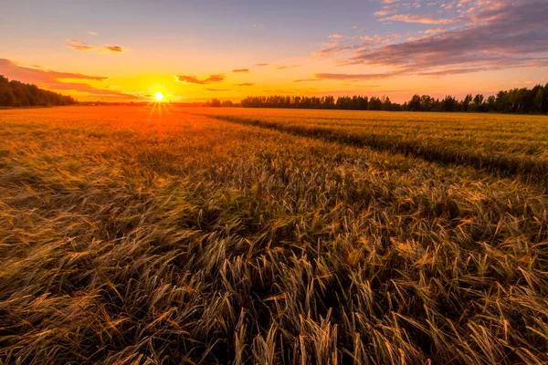 Zachód Słońca Lub Wschód Słońca Polu Rolniczym Uszami Młodego Złotego — Zdjęcie stockowe