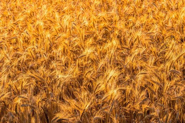 Zlaté Uši Mladého Žita Ozářeného Večerními Paprsky Slunce Koncept Zemědělství — Stock fotografie