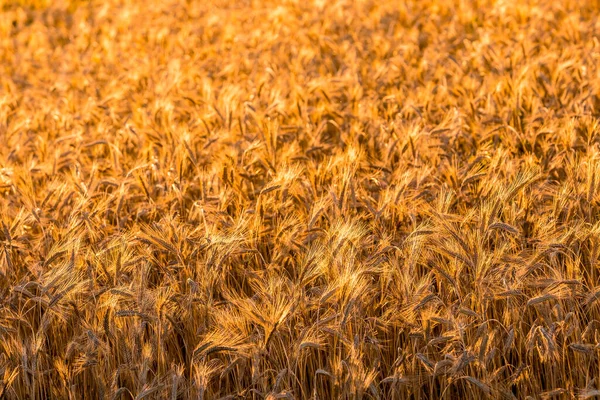 Orecchie Oro Segale Giovane Illuminate Dai Raggi Serali Del Sole — Foto Stock