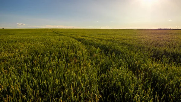 Agricultural Field Young Green Rye Clear Sunny Evening Clear Blue — Stock Photo, Image