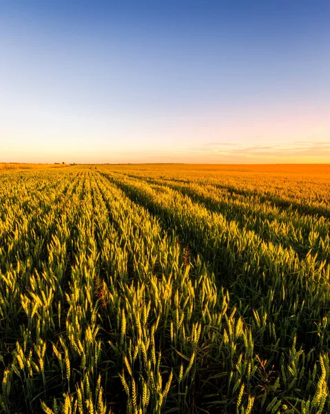 Puesta Sol Salida Del Sol Campo Agrícola Con Orejas Centeno — Foto de Stock