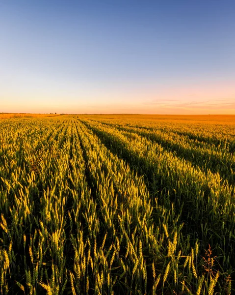 Napnyugta Vagy Napkelte Egy Mezőgazdasági Területen Fiatal Zöld Rozs Fülekkel — Stock Fotó