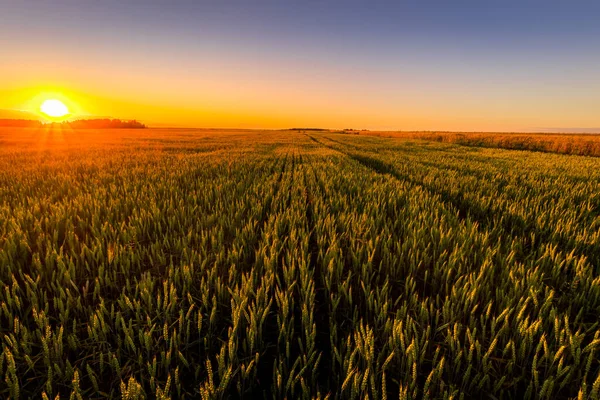 Закат Восход Солнца Сельскохозяйственном Поле Колосьями Молодой Зеленой Ржи Тропинкой — стоковое фото