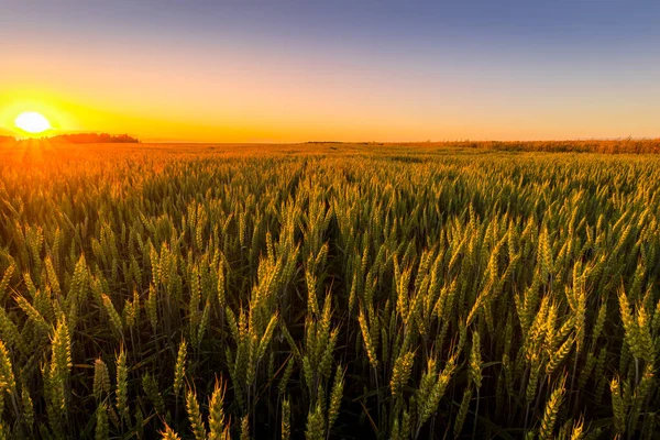 Zachód Słońca Lub Wschód Słońca Polu Rolniczym Uszami Młodego Zielonego — Zdjęcie stockowe