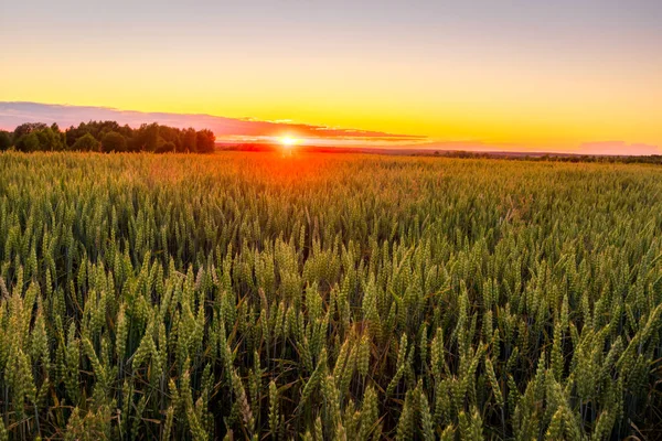 Coucher Lever Soleil Dans Champ Agricole Avec Des Oreilles Seigle — Photo